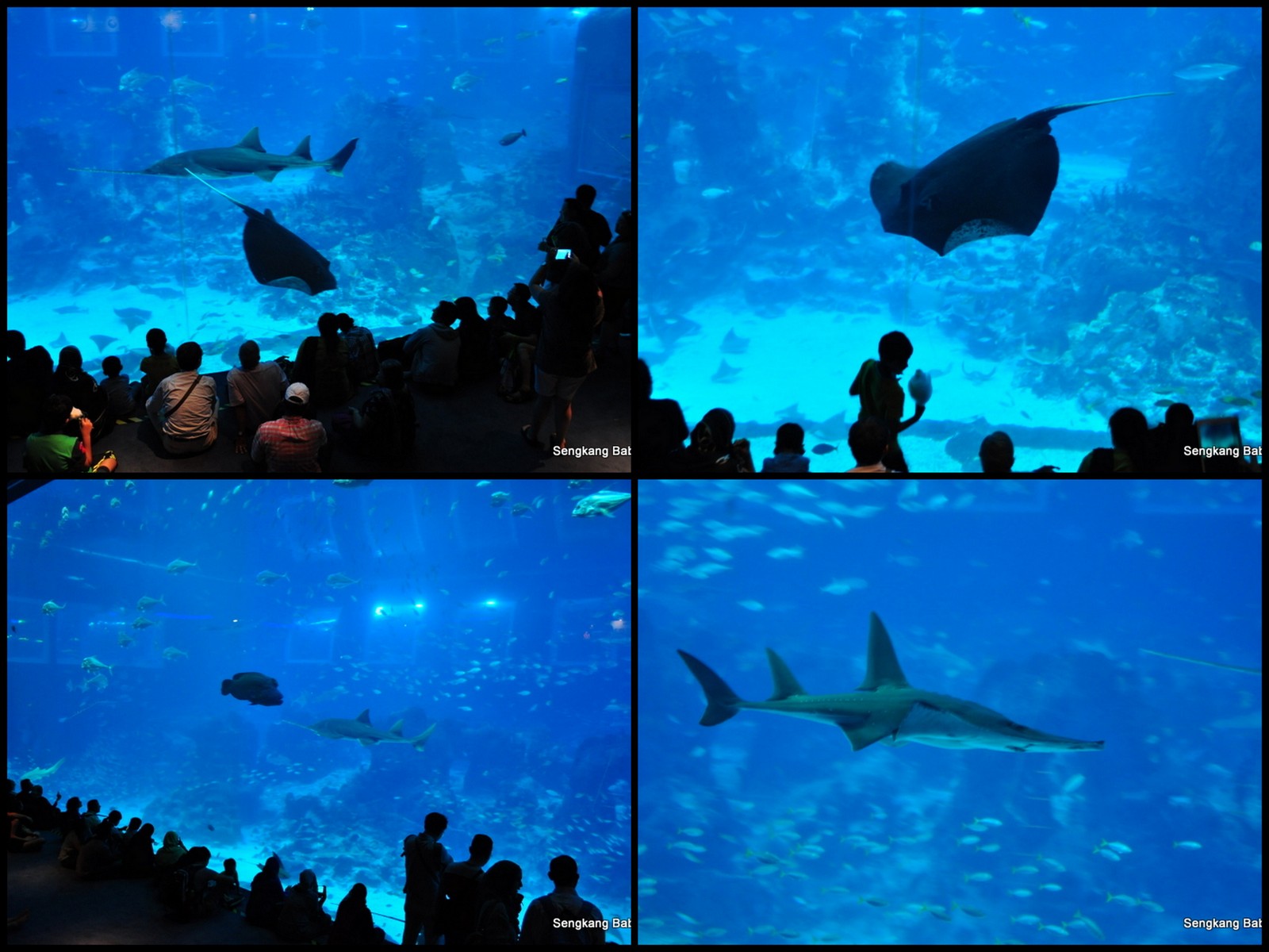 20150815 Sea Aquarium11