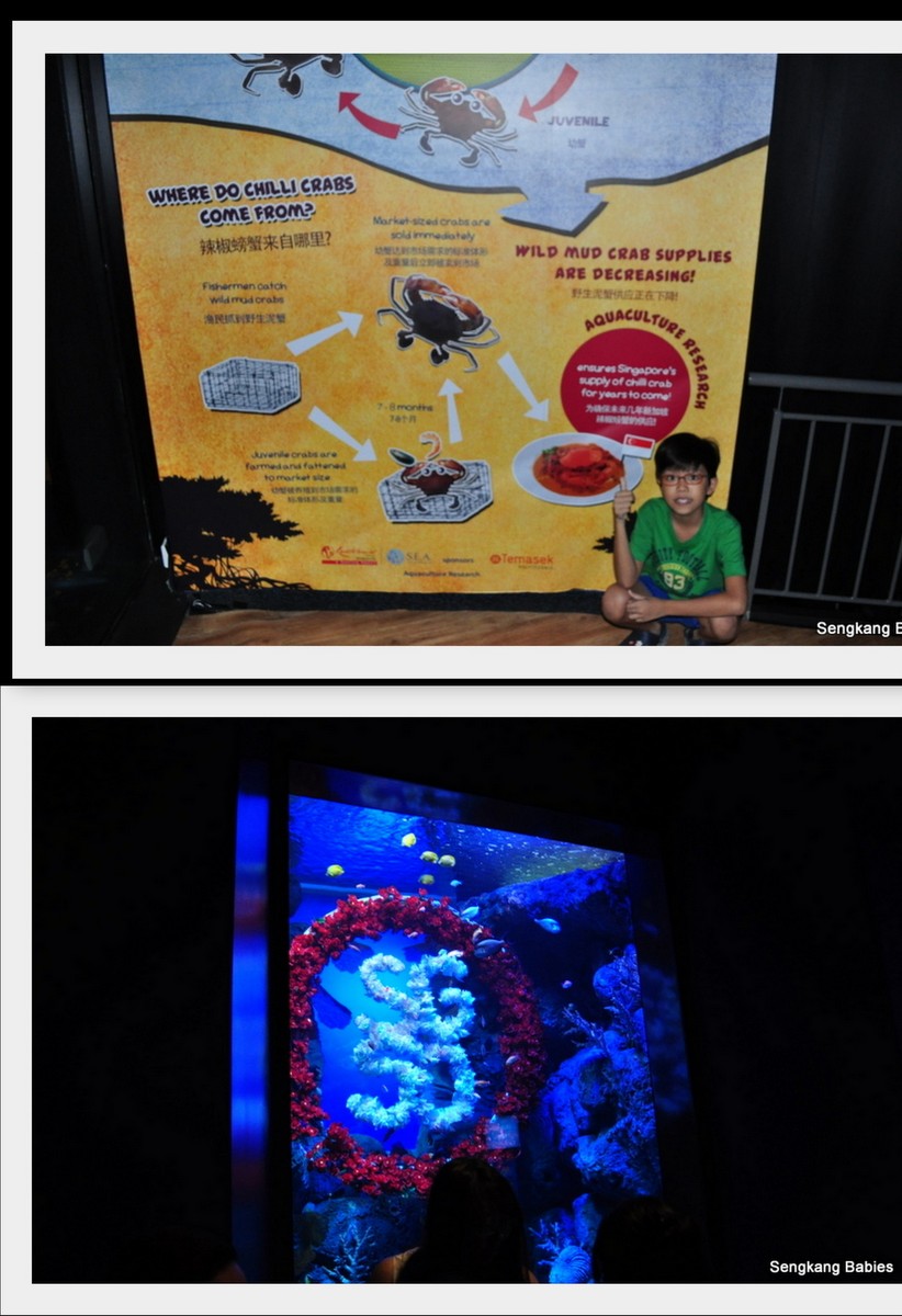 20150815 Sea Aquarium14