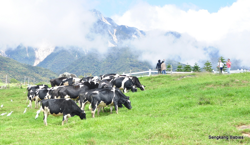 Desa Cow Farm In Sabah Sengkang Babies