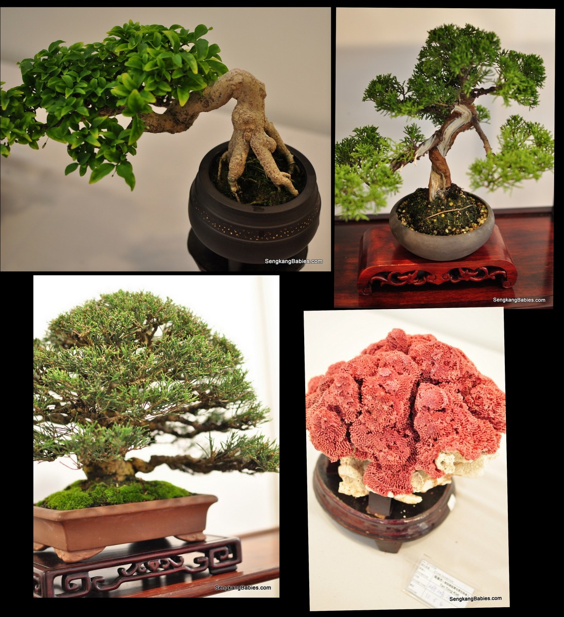 singapore garden festival bonsai