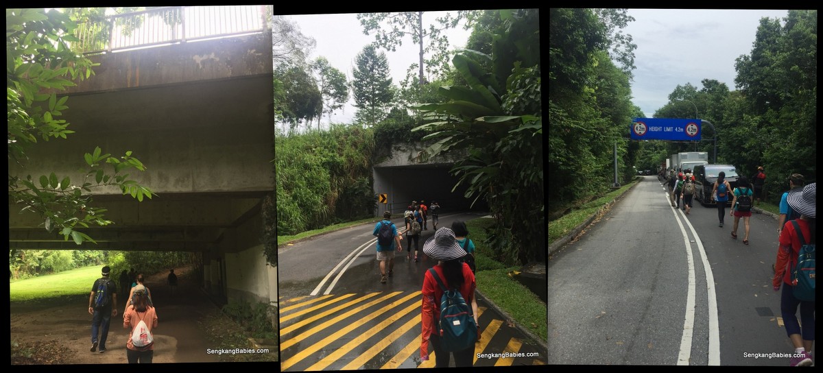 20161016-trail-durian-chestnut17