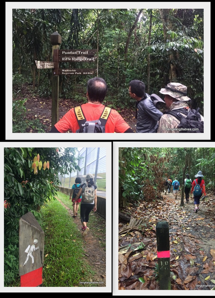 20161016-trail-durian-chestnut5