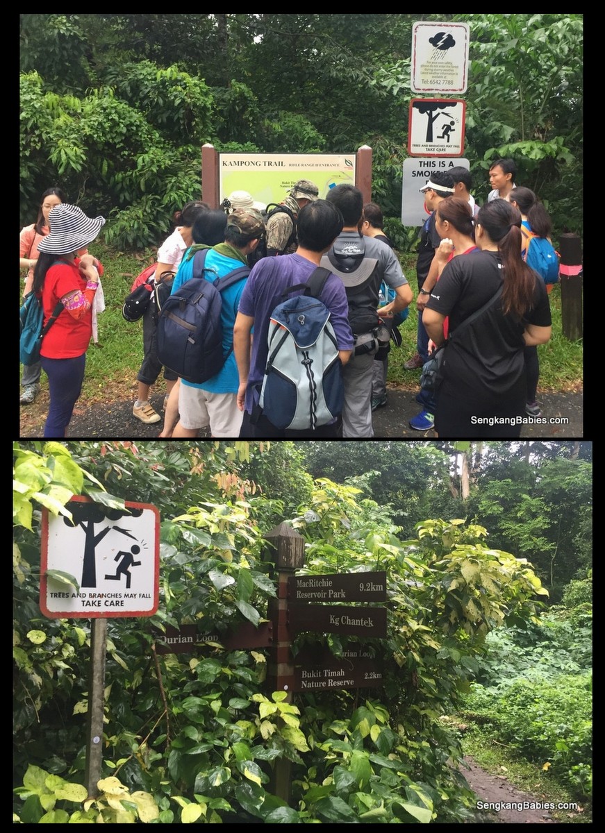 20161016-trail-durian-chestnut6