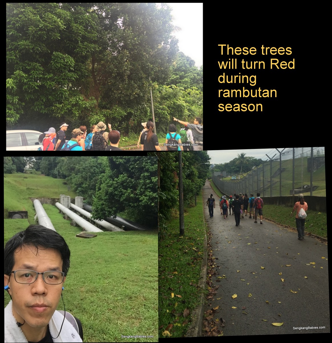 20161016-trail-durian-chestnut7